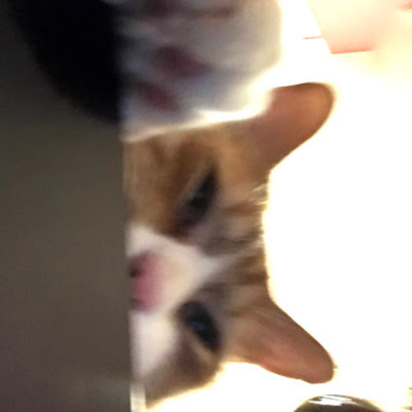 Meet your Posher, Avery - Picture 1 of 1